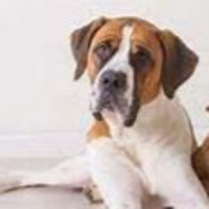 Meet your Posher, Lacey